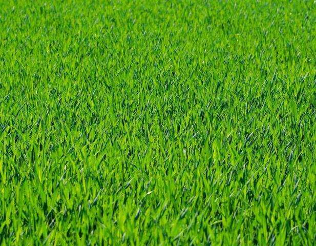 Our Services Assure Your Grass Is ALWAYS Green