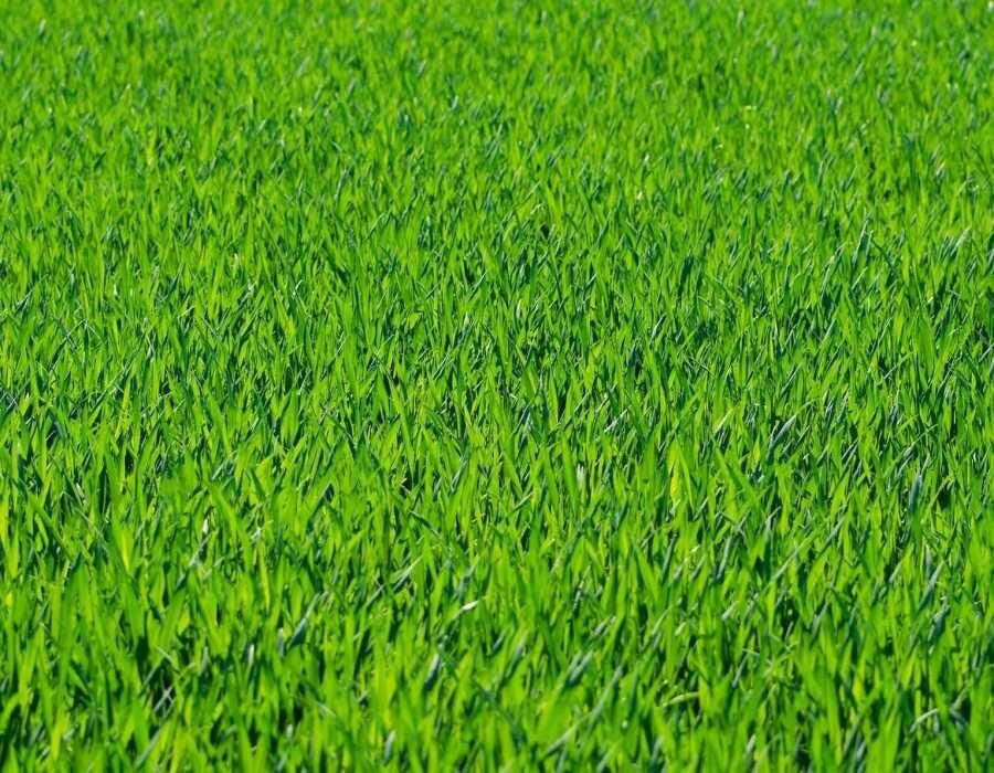 Freshly mowed green lawn maintained by Father & Son